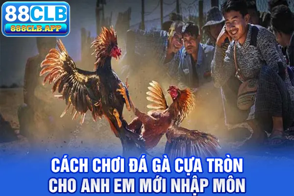 Đá gà cựa tròn