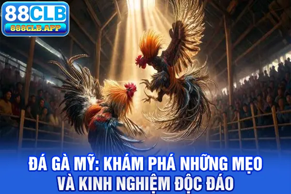 Đá gà Mỹ