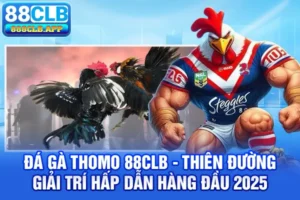 Đá gà Thomo