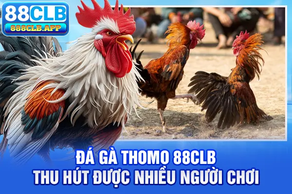 Đá gà Thomo 88CLB thu hút được nhiều người chơi