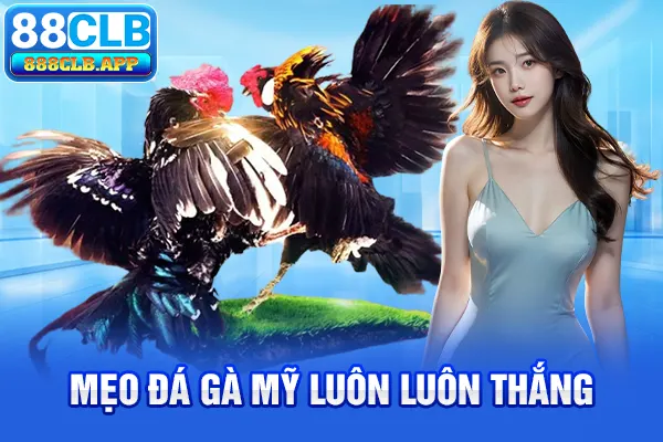 Mẹo đá gà Mỹ luôn luôn thắng