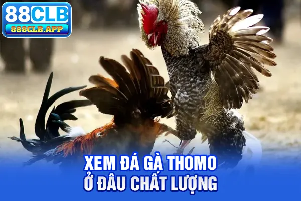 Xem đá gà Thomo ở đâu chất lượng